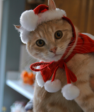 christmas-cat.jpg